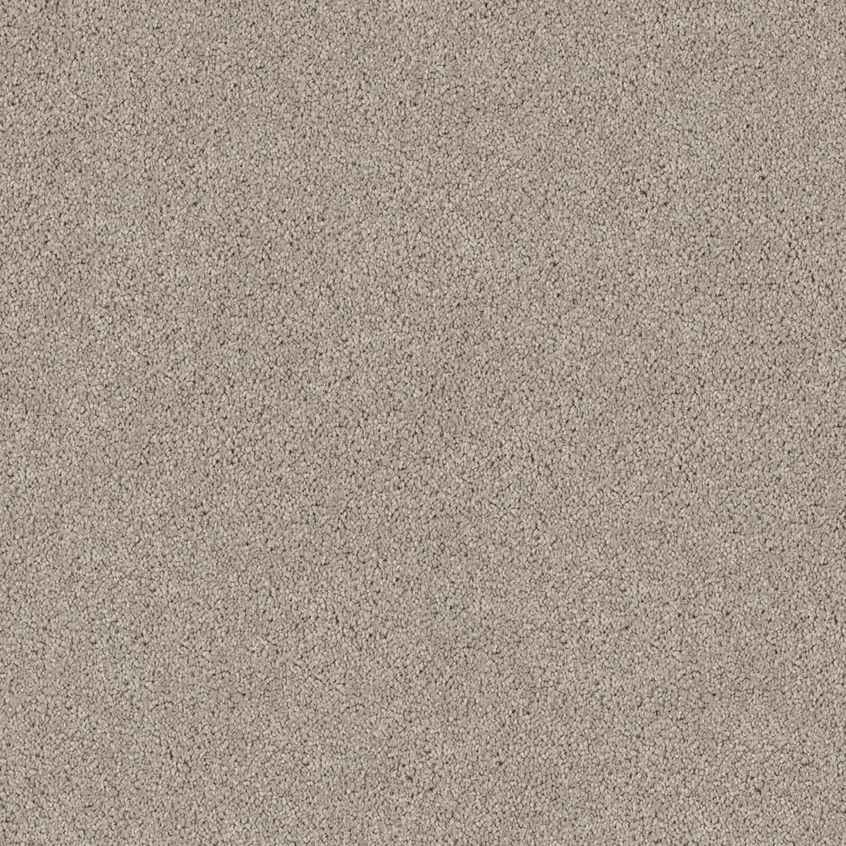 Regal Elegance – Snow Gum