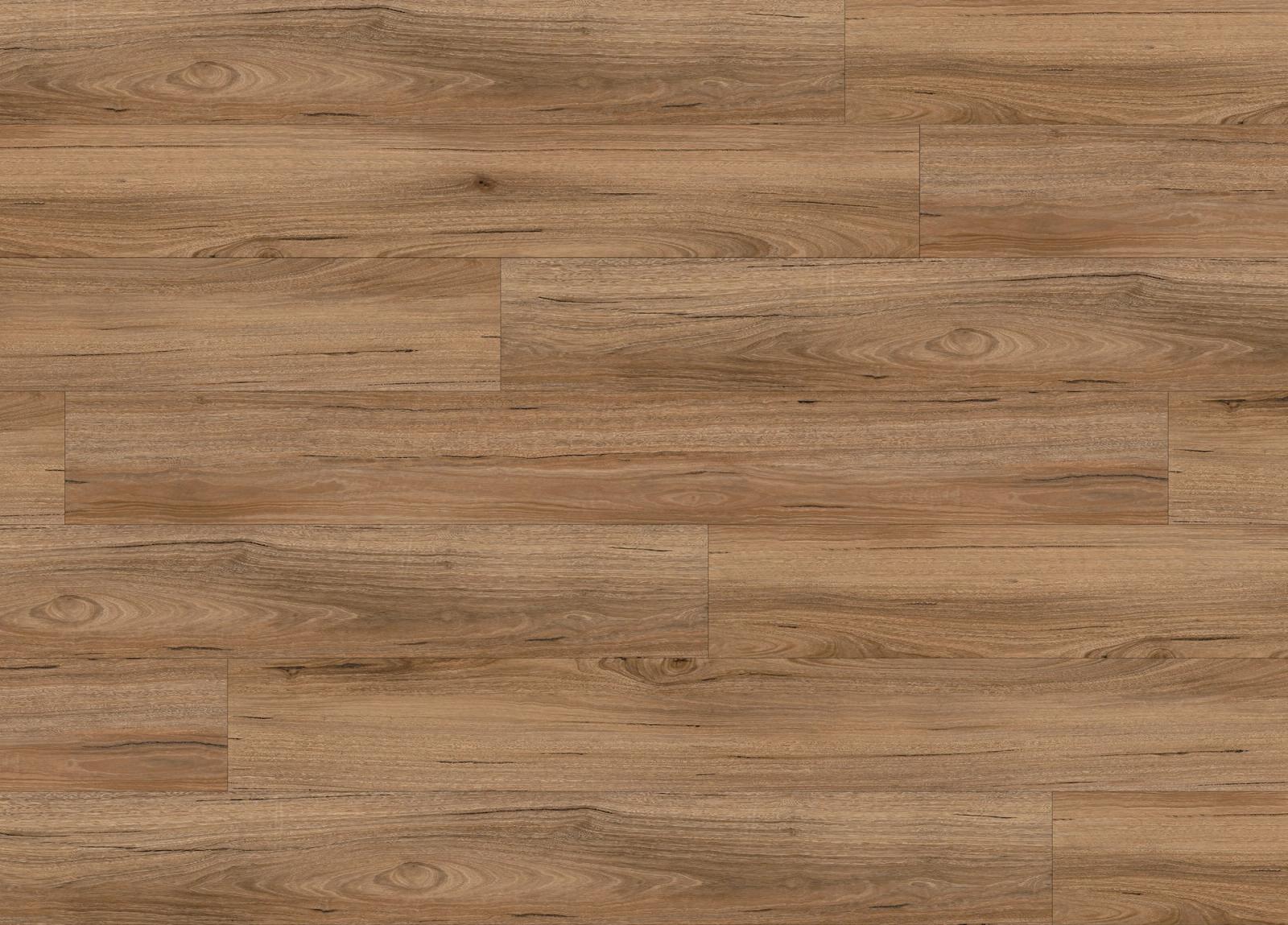 Mountain Spotted Gum