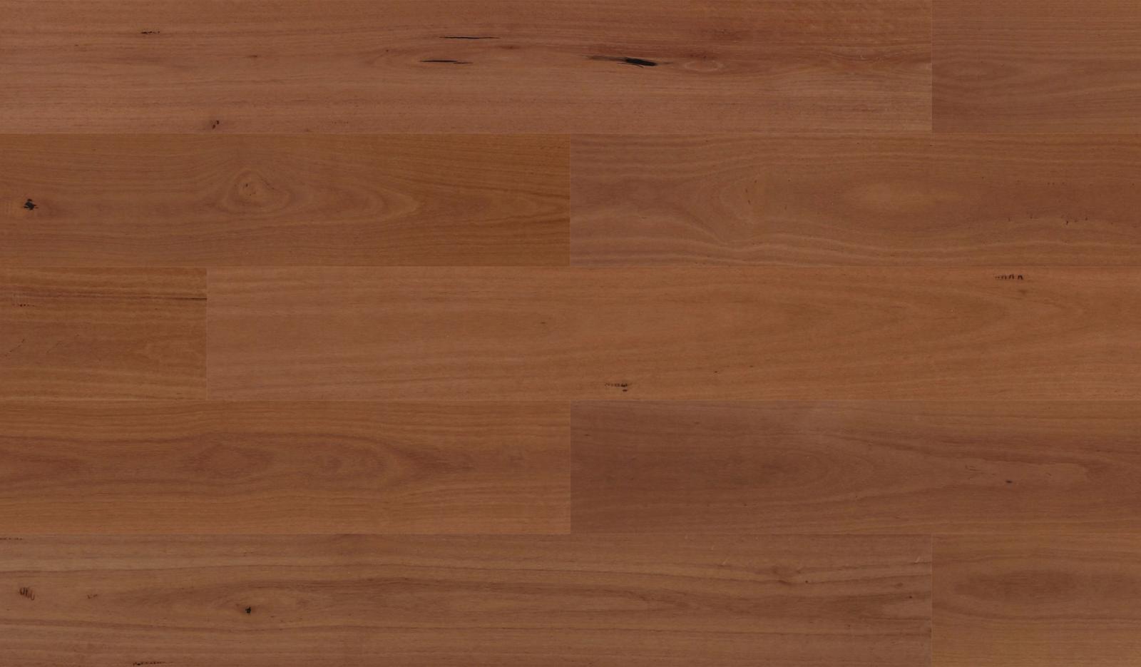 Sydney Blue Gum