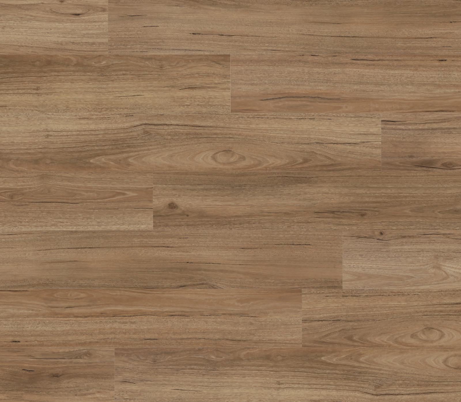 Coastal Spotted Gum