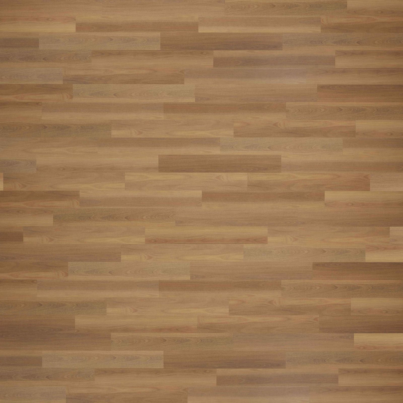 Coastal Blackbutt