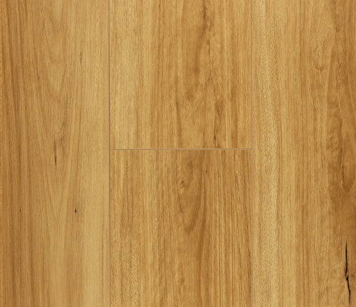 HD702 Coastal Blackbutt