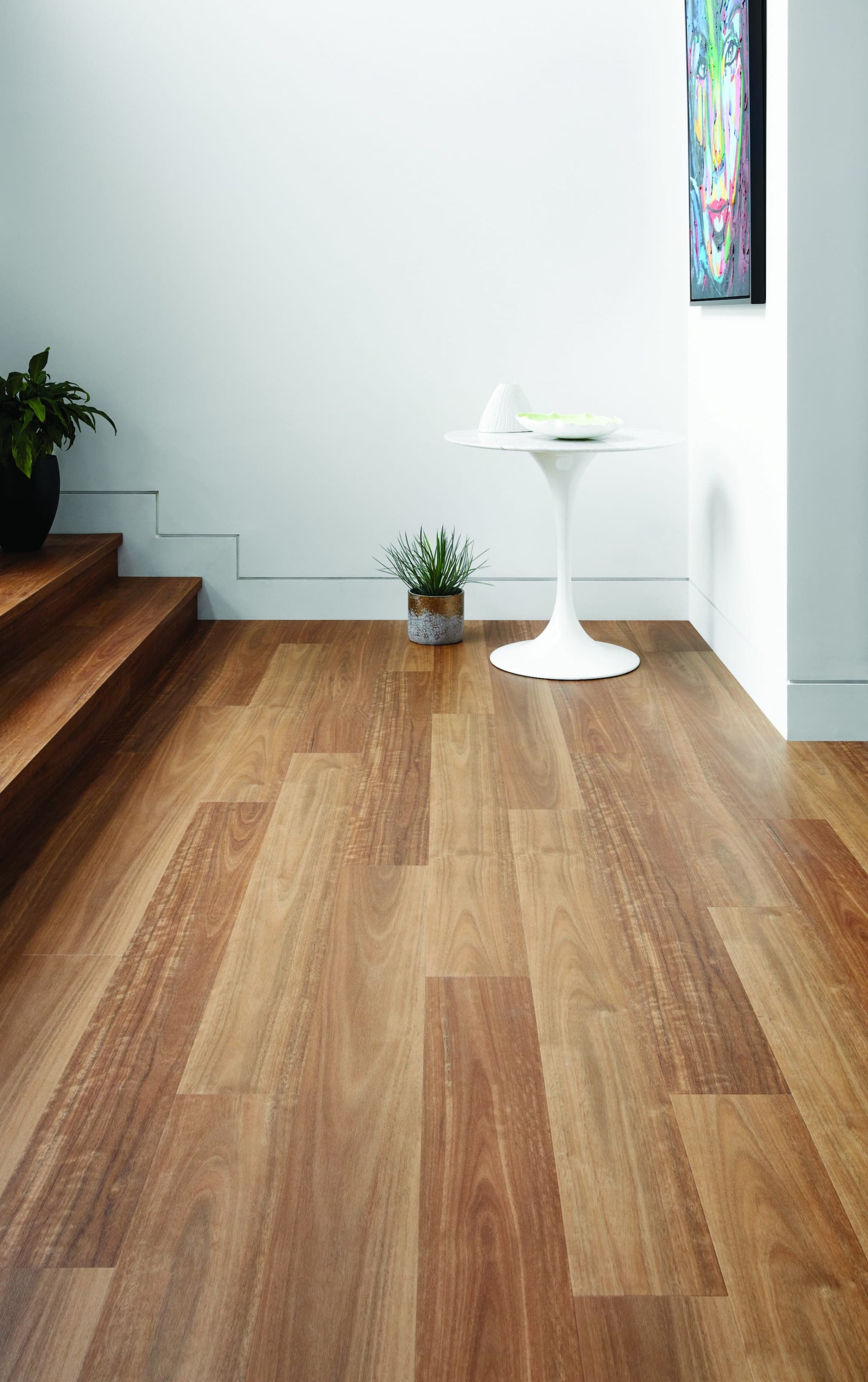 Spotted Gum