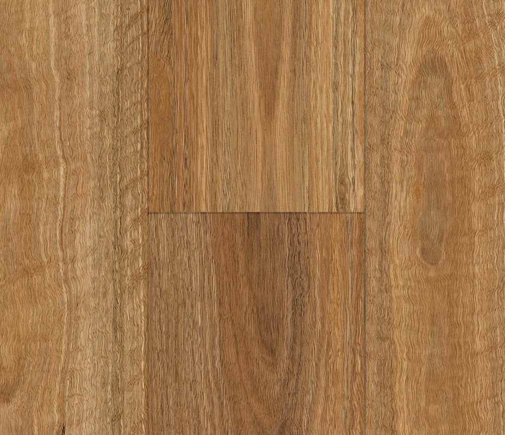 V509 Spotted Gum