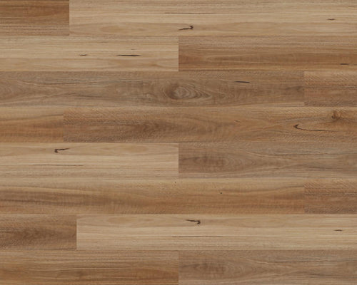 Spotted Gum