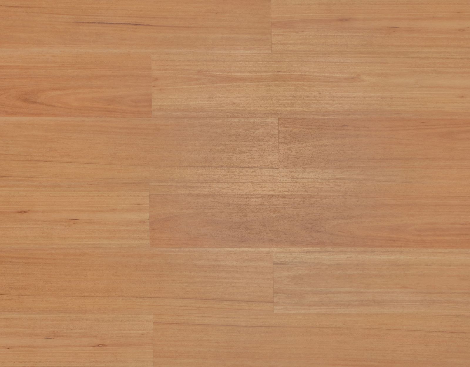 Radiant Blackbutt
